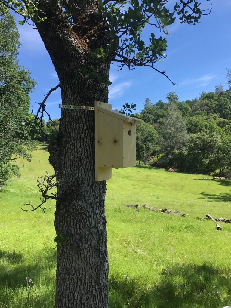 One of eight bluebird boxes that were installed near the Oroville spillway