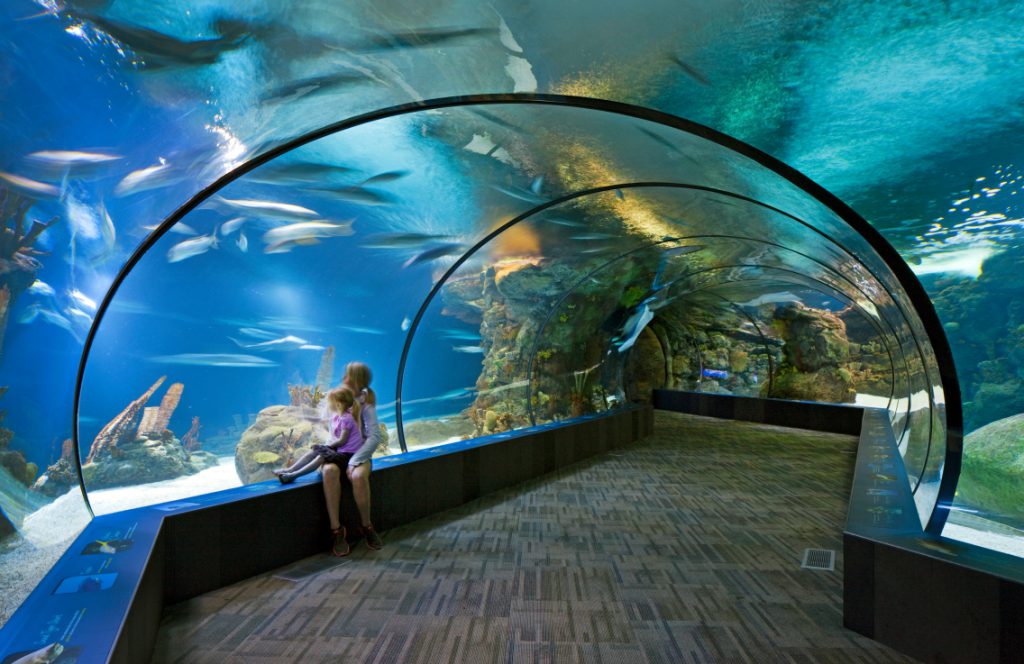 Suzanne and Walter Scott Aquarium